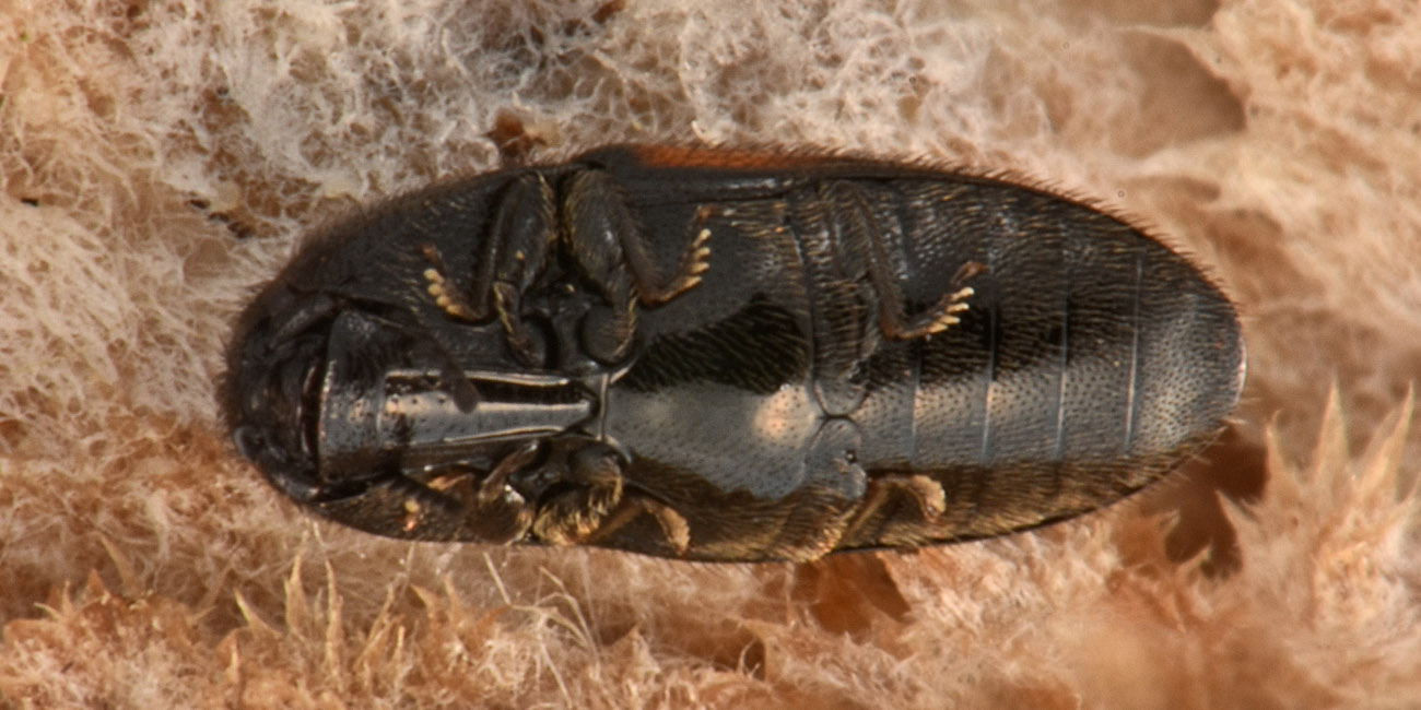 Lissomidae:  Drapetes mordelloides